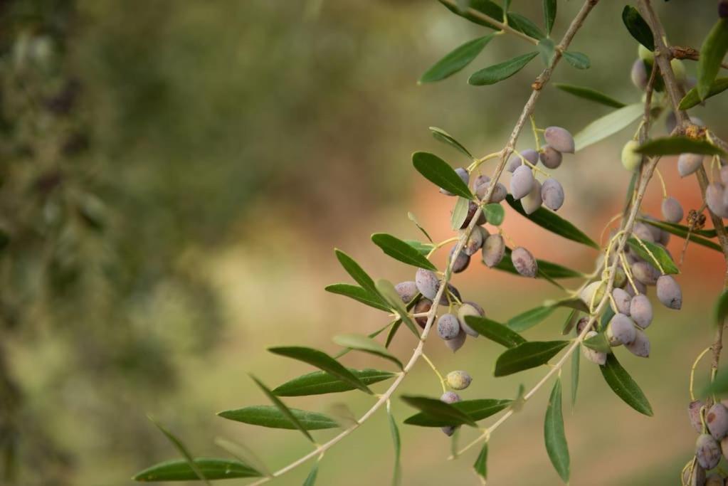 Όμορφο Παραθασυγκρότημα Ενοικιαζόμενων Καταλυμάτων Ως Ολόκληρος Χώρος - Chrani, Ελλάδαλάσσιο Διαμέρισμα ภายนอก รูปภาพ